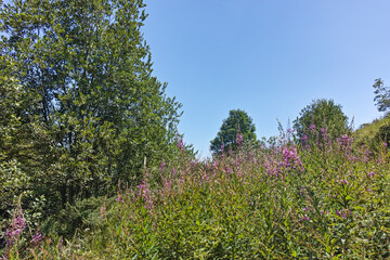 Fototapeta premium Summer landscape of Belasitsa Mountain, Bulgaria