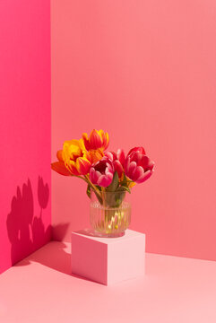 Still life of Spring tulip flowers on pink background and shapes