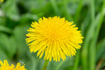 the flower of a simple yellow dandelion