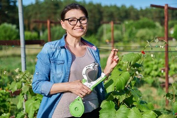 Woman gardener farmer making garter of vine bushes in vineyard using professional equipment - obrazy, fototapety, plakaty