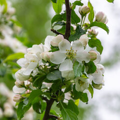 white blooming apple tree branch