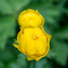 wild wildflowers in the forest