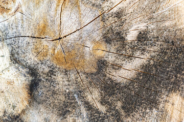 texture, an old cut of a tree