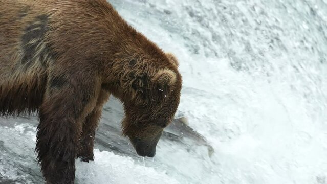 Closeup of Brown Bear catching Sockeye Salmon at Brooks Falls - 4k Slow Motion