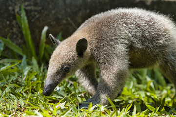 Obraz premium Southern tamandua. Tamandua tetradactyla