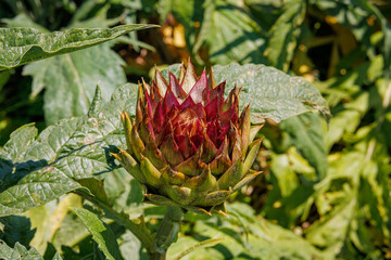 Artichoke field on the island of Sardinia