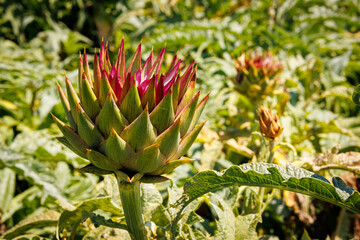 Fototapeta premium Artichoke field on the island of Sardinia