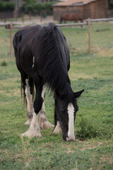 Black draft horse grazing in pasture
