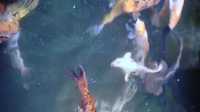 Koi carp golden fish pond, traditional Japan garden lake