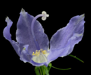 Macro view of single flower of tall bellflower (Campanula americana), a plant native to the eastern...