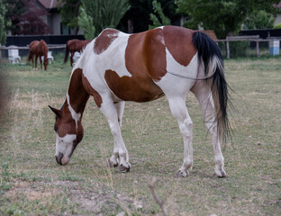 Pinto Paint Horse grazing in Pasture