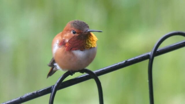 Hummingbird Rufous Male Closeup, Sleepy Eyes Breathing, Resting out of Rain, Flies Away