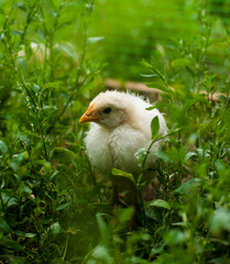 kid chicken on the grass