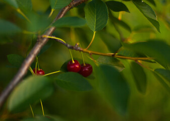 delicious sweet ripe cherry On the Sunset