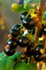 currant on a branch in Ukraine