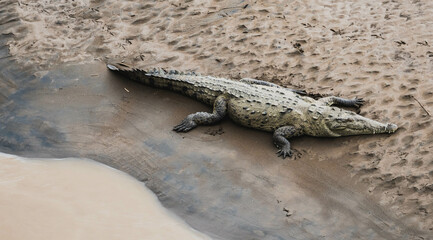 crocodiles sunbathing on the crocodile bridge in Costa Rica