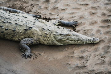 crocodiles sunbathing on the crocodile bridge in Costa Rica