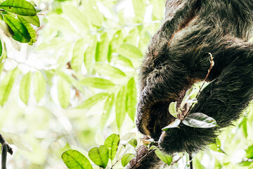 sloth eating from tropical trees