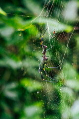 golden silk spider in the jungle of Costa Rica