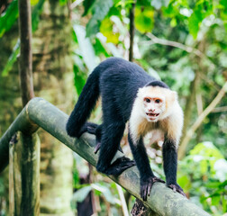 white face monkey looking at camera in a national park
