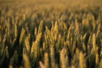 Golden Wheat Crop At Sunset - Selective Focus