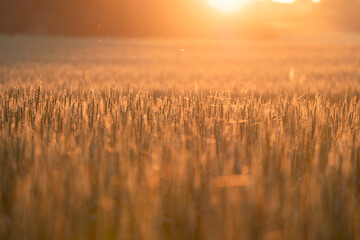 Fototapeta premium Golden Sunset Over Wheat Field With Insects Flying Over Crops