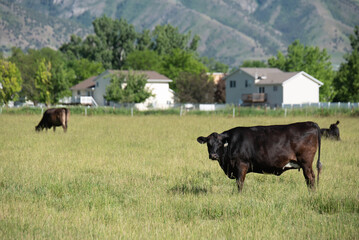 Cattle in Pasture in town