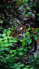 striped tiger among green trees