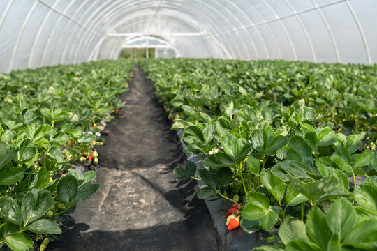 Interior of greenhouse with many berry plants