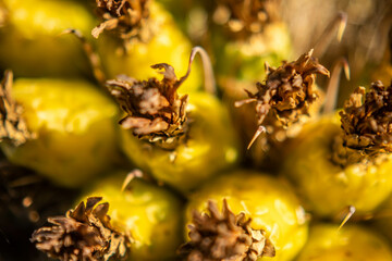 A flowering plants in Tucson, Arizona