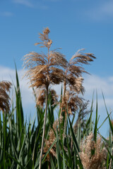 pampas grass against blue sky