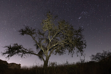 Fototapeta na wymiar Tree under the stars of Bernal