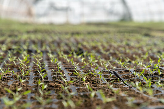 Interior of greenhouse with many growing plants