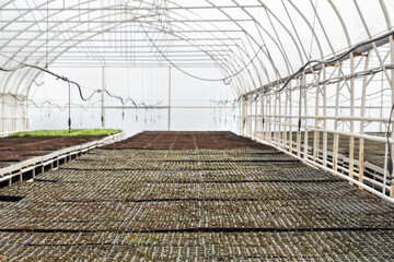 Interior of greenhouse with many green plants