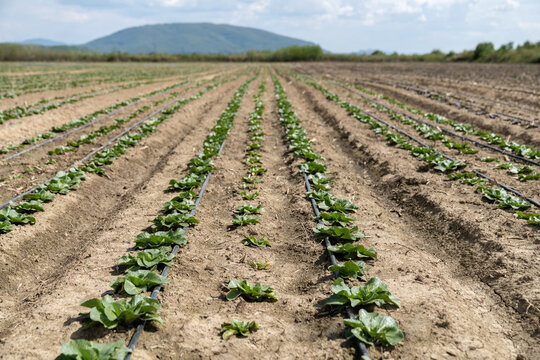 Large field with many cabbages on farm