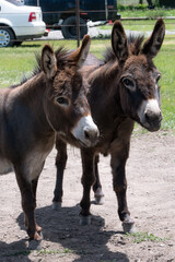 Two miniature donkeys in fenced pasture