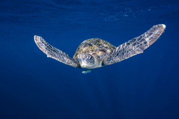 A green sea turtle swimming by at the Andaman Sea / Thailand