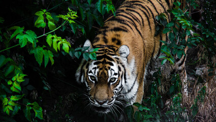 striped tiger among green trees photo from above