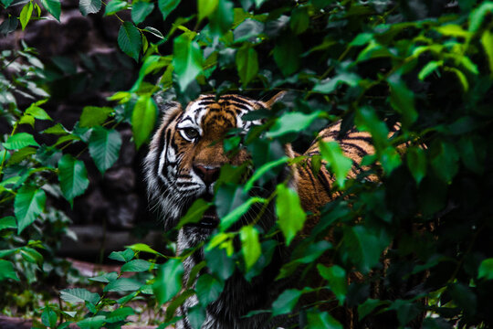 striped tiger among green trees