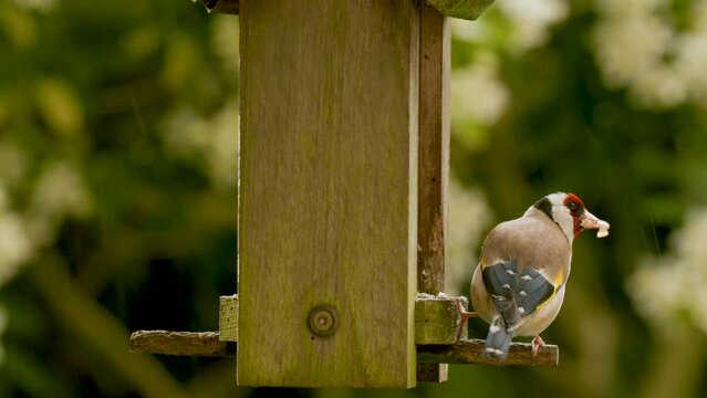 4K Video Clip Of European Goldfinch Eating Seeds, Sunflower Hearts, From A Wooden Bird Feeder In The Rain In A British Garden During Summer