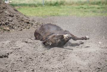 Brown miniature donkey rolling in paddock