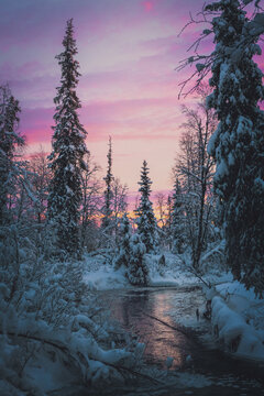 Boreal Forests In the Winter Create an Almost Mythical Atmosphere