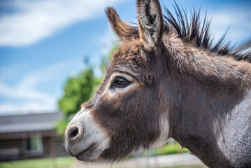 Miniature Donkey Portrait of head and neck