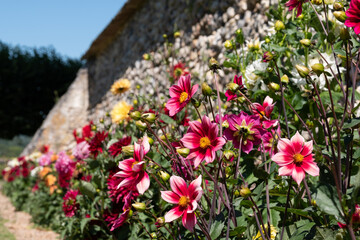 Fototapeta premium Brightly coloured dahlia flowers growing on terraces at Chateau Villandry, Loire Valley, France. 