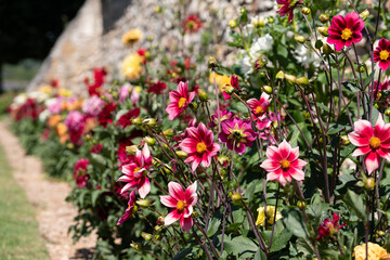 Brightly coloured dahlia flowers growing on terraces at Chateau Villandry, Loire Valley, France. 