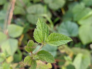 Croton Hirtus plants grows wild in tropical Borneo