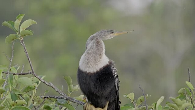 front on close up of an anhinga bird perching in a pond apple tree at everglades national park in florida, usa