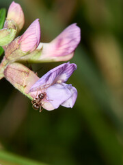 ant on flower