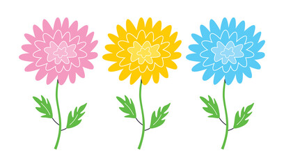 Pink, yellow and blue chrysanthemum flower isolated flat vector set.
