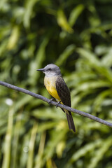 Tropical kingbird. Tyrannus melancholicus